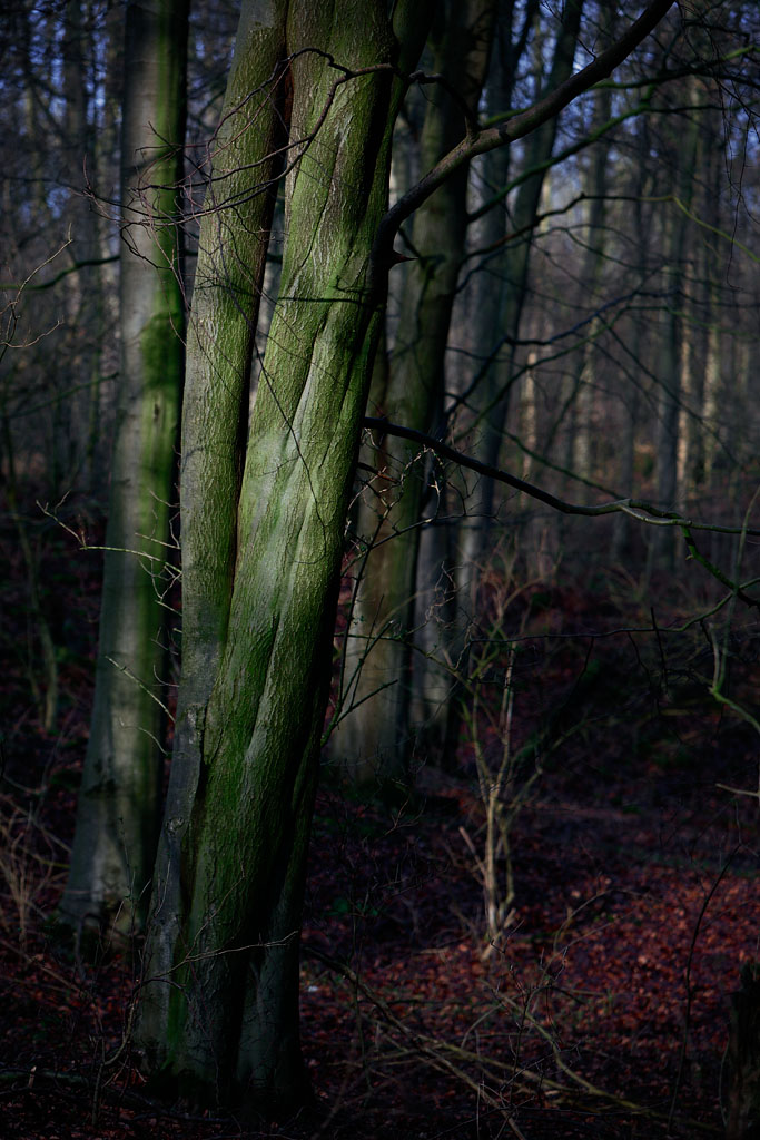 20130206 - Tree