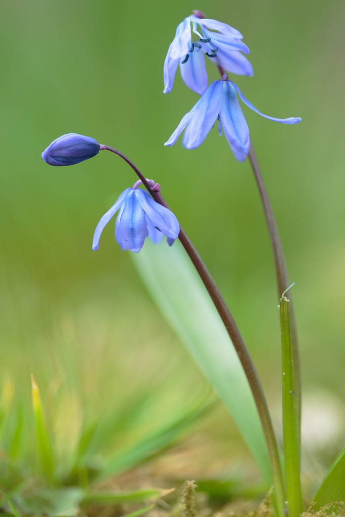 20130417 - Budding
