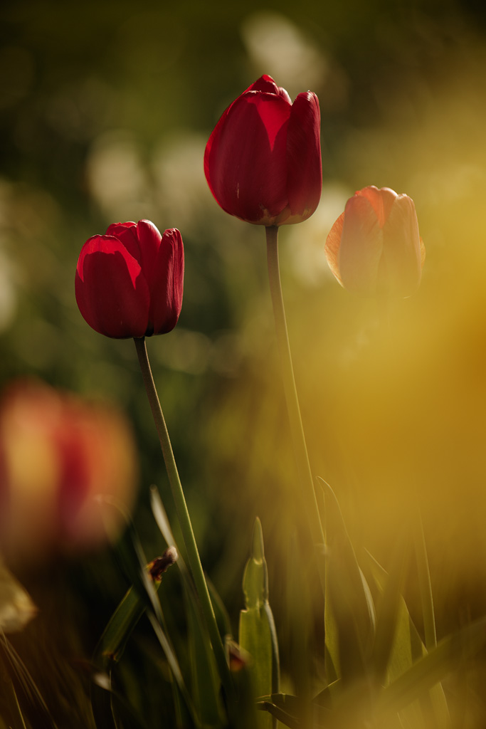 20130507 - Tulips