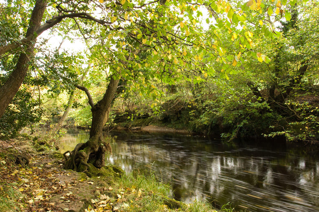 River Cover nr Ulshaw