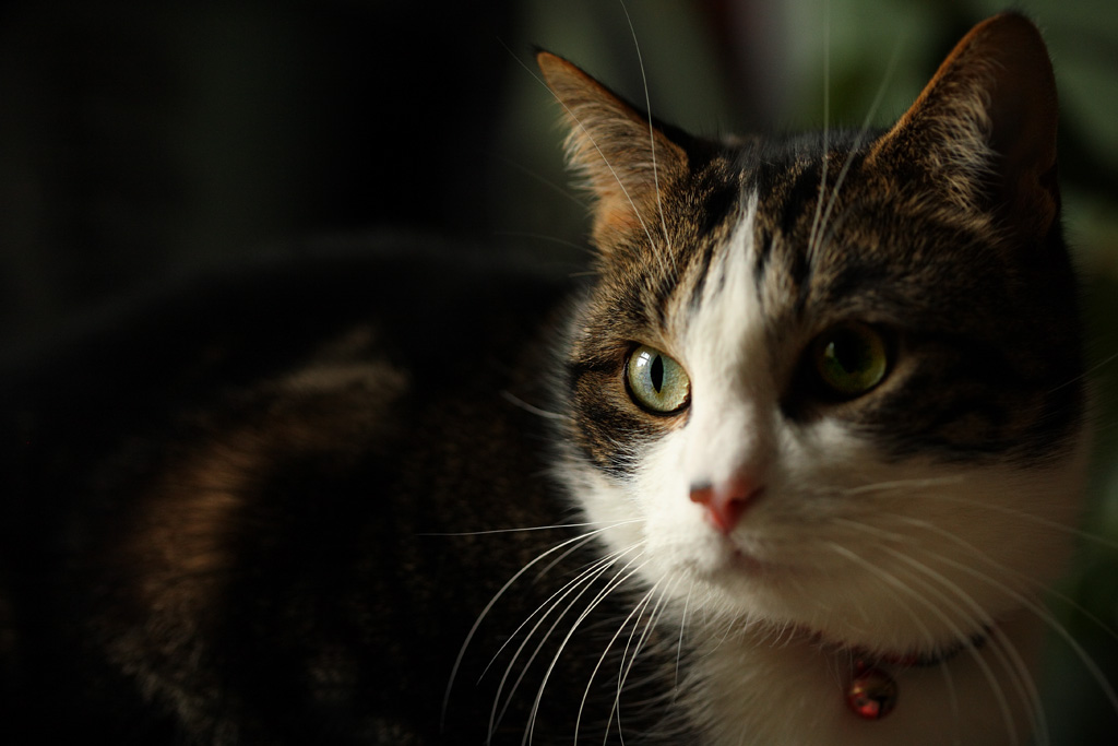20080323 - More Oscar