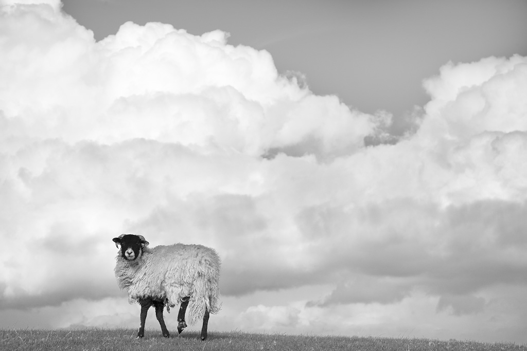 20080405 - Whitish Sheep
