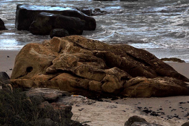 lion sleeping on beach