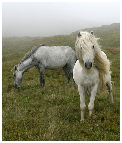 Wild ponies in hills near Conwy, Wales