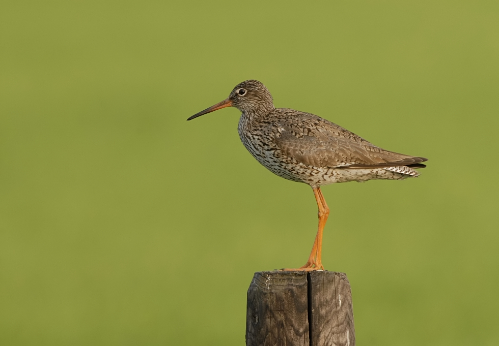 Tureluur -Common Redshank