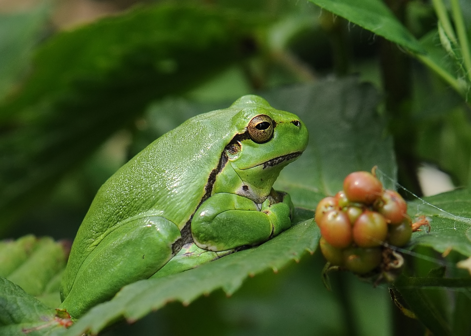 Boomkikker-European Tree Frog