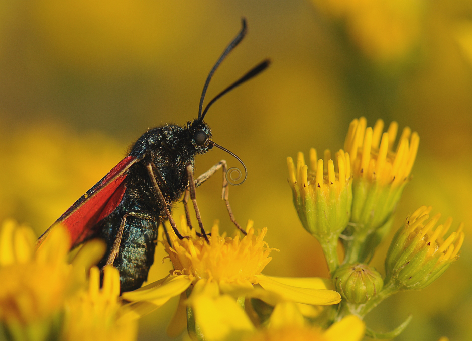 Sint-jansvlinder-Six-spotted Burnet