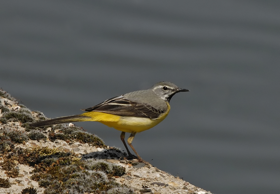 Grote gele kwikstaart.-Grey wagtail