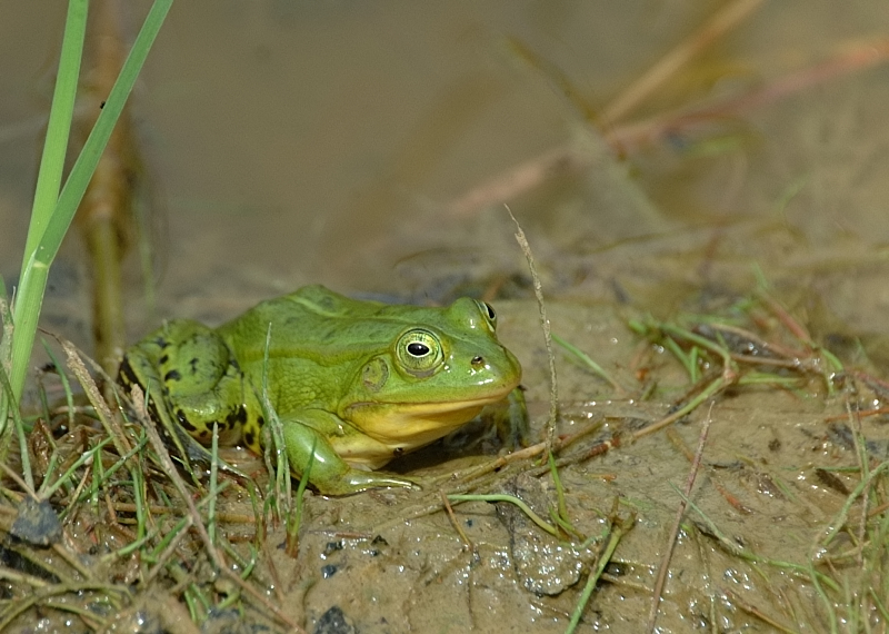 Groene kikker-Frog