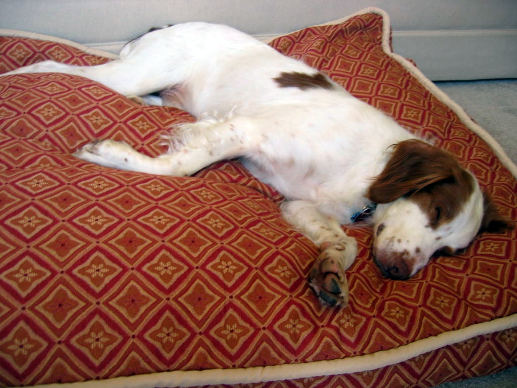 On my new doggie bed upstairs - 2-