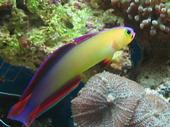 PURPLE FIREFISH
