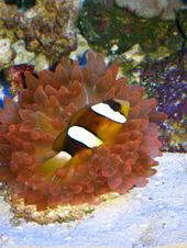 RED BTA AND CLARKI CLOWN