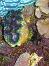 BLUE CROCEA GIANT CLAM WITH BLUE MANDARIN