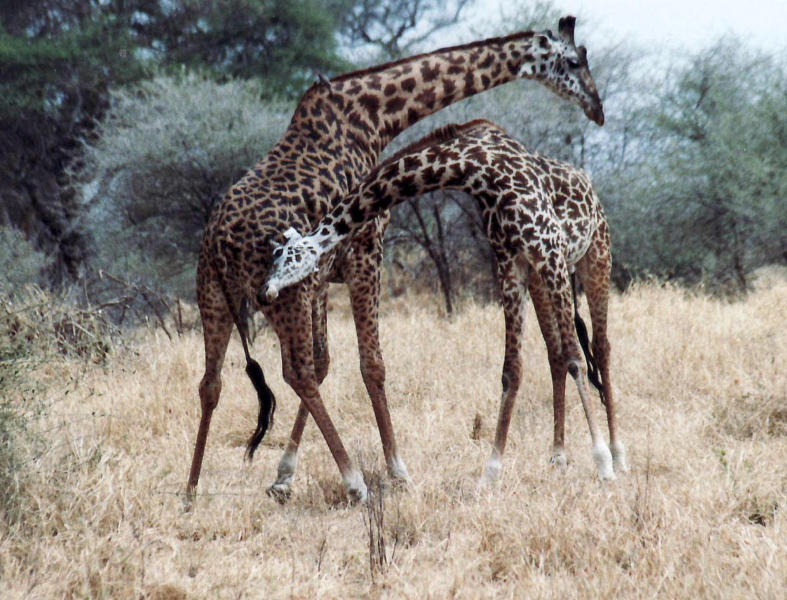 kmpfende Giraffenbullen / fighting giraffes