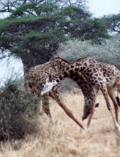 kmpfende Giraffenbullen / fighting giraffes