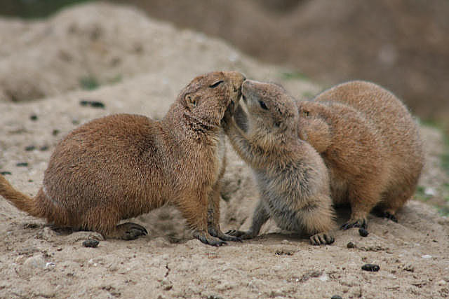 Prriehunde / Prairie dogs