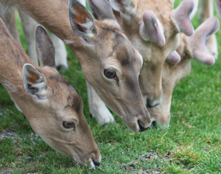 Shy in their herding dwell the fallow deer...