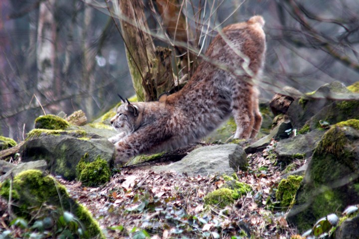 Luchs / Lynx - stretching 4