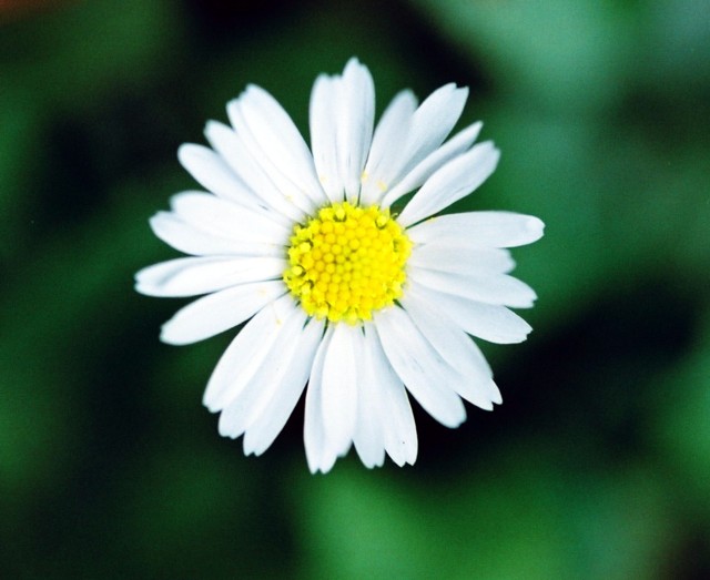 ... Looked the Daisy boldly... 