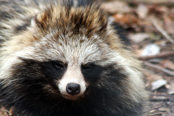 Marderhund / Raccoon dog