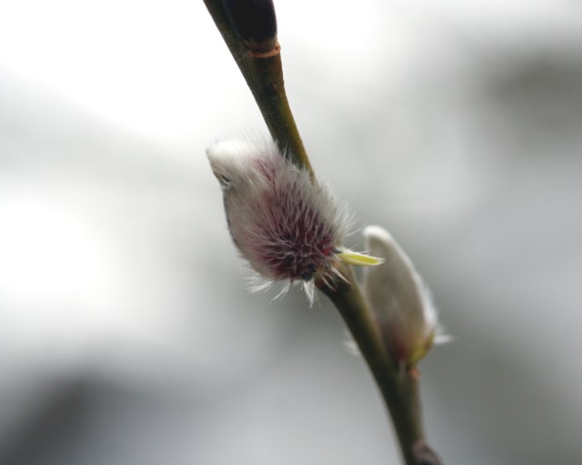 die ersten Weidenktzchen / the first catkins
