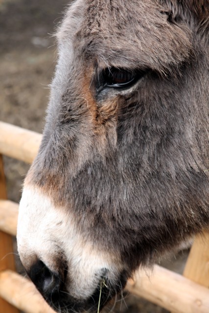 Esel / donkey