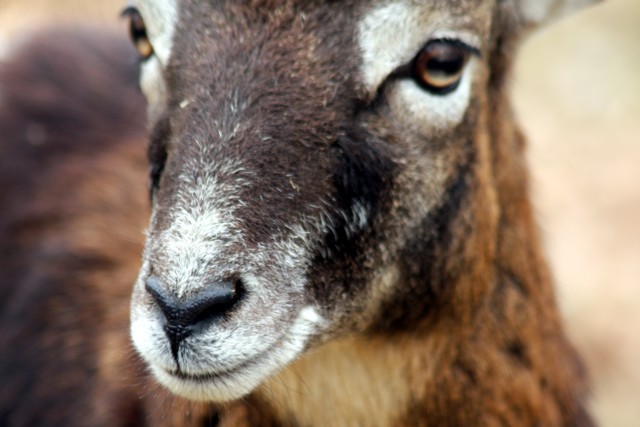 Mufflon