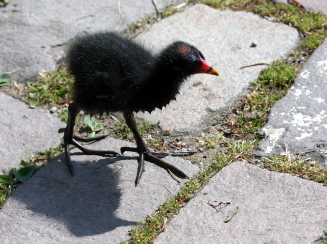 Teichrallenkken / Moorhen chick