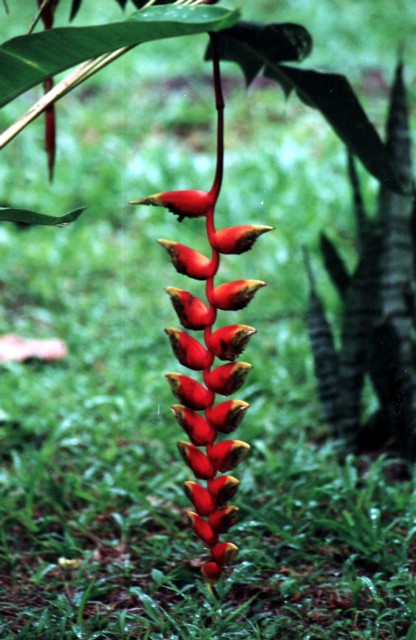 Helikonie / Heliconia