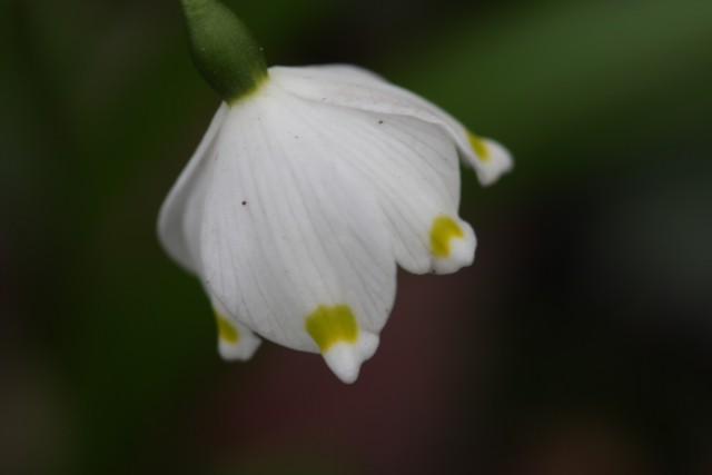 Mrzenbecher / Spring Snowflake