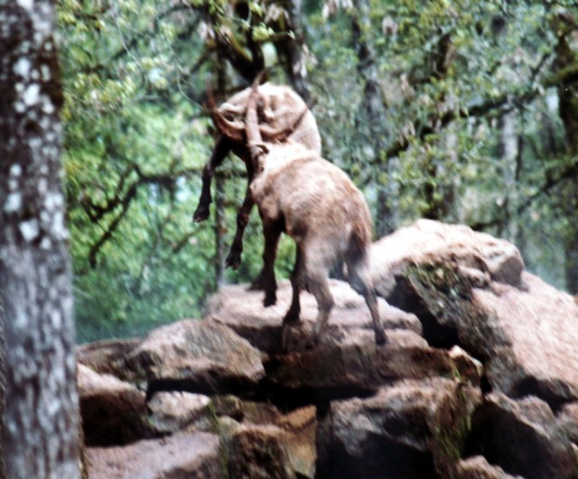 kmpfende Steinbcke / Ibex fighting