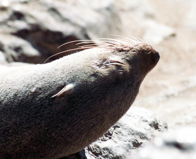 Seebr / fur seal