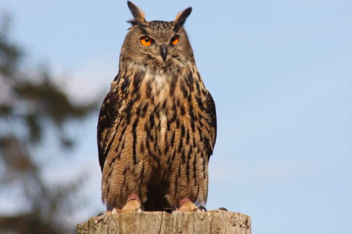 Europischer Uhu / eagle owl