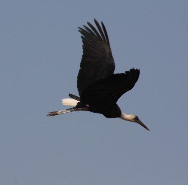 woolly-necked stork / Wollhalsstorch