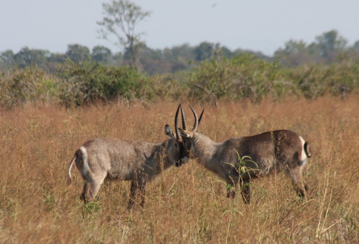 waterbucks / Wasserbcke - playfighting