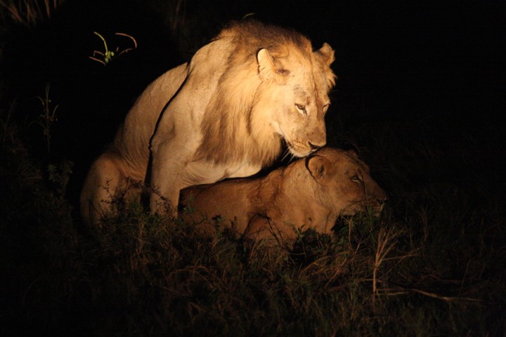 lions mating