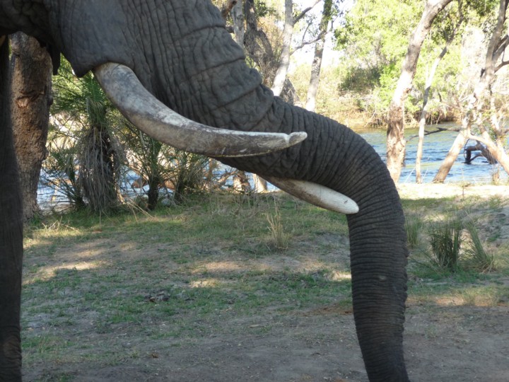 Danny rests his trunk