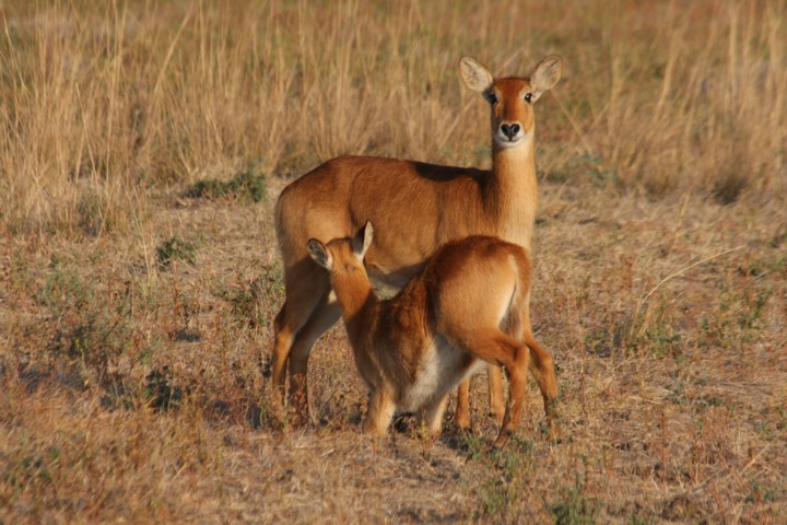young puku suckling