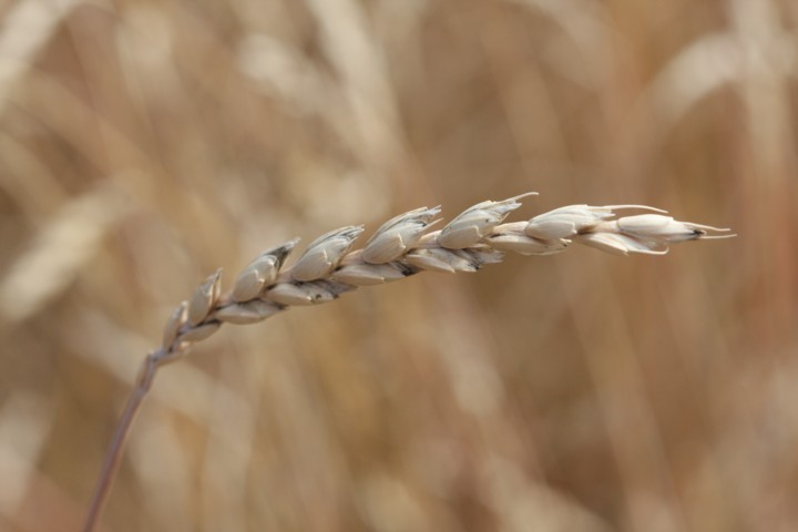 Sommer-Dinkel / spelt