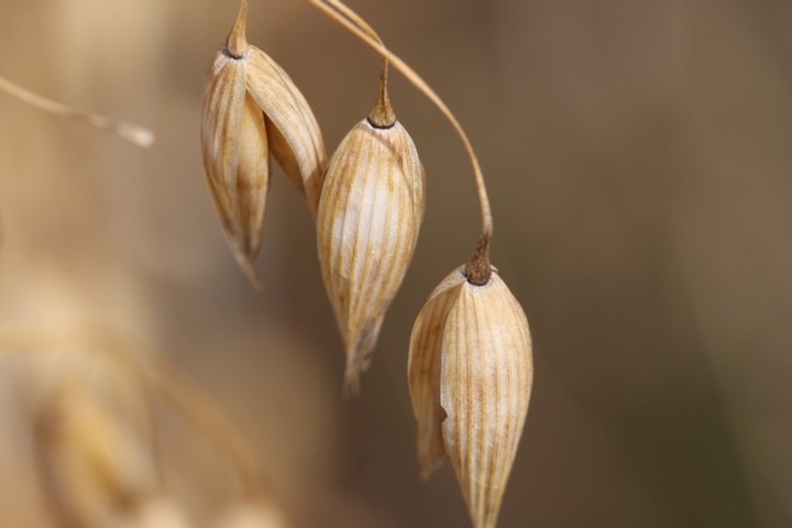 Saat-Hafer / oat