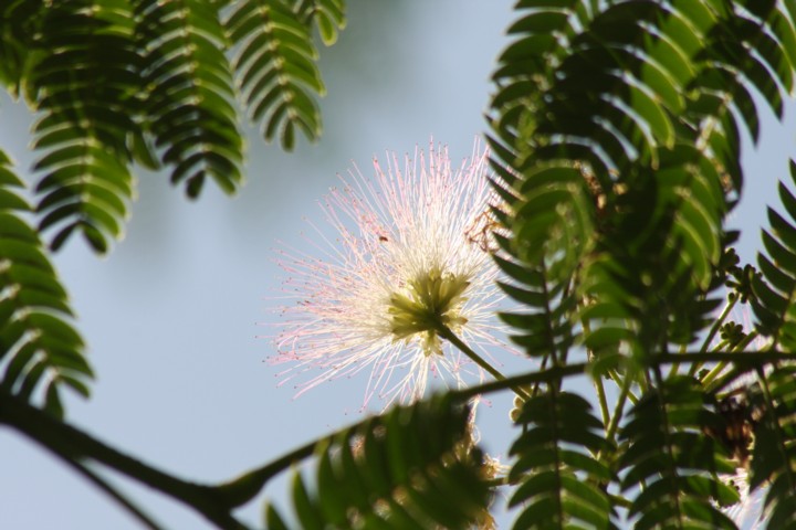 Seidenakazie oder Schlafbaum / silk tree