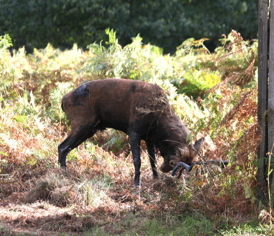Rothirsch in der Brunst / red deer stag in rut (2)