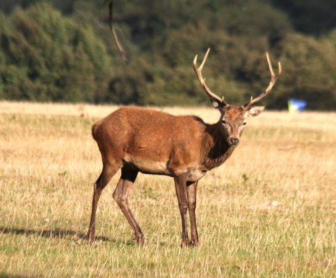 Rothirsch / red deer