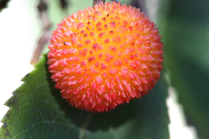 Frucht des Erdbeerbaums / Arbutus fruit
