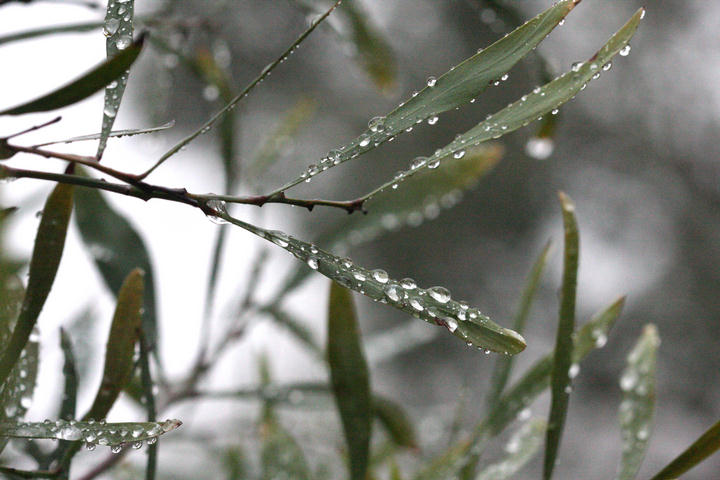 Olivenzweig / olive branch
