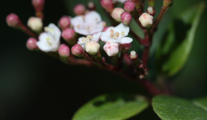 wilder Lorbeer / wild laurel