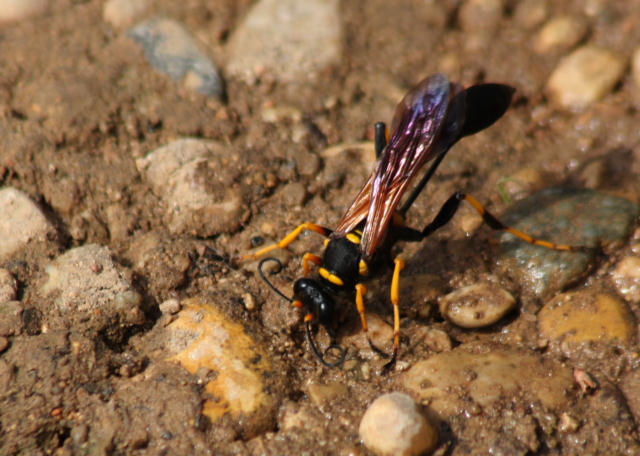 Lehmwespe / potter wasp