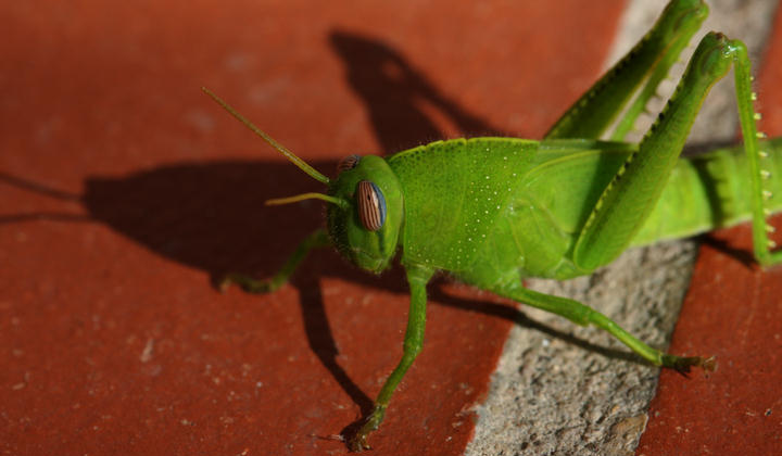 Grnes Heupferd / green grasshopper