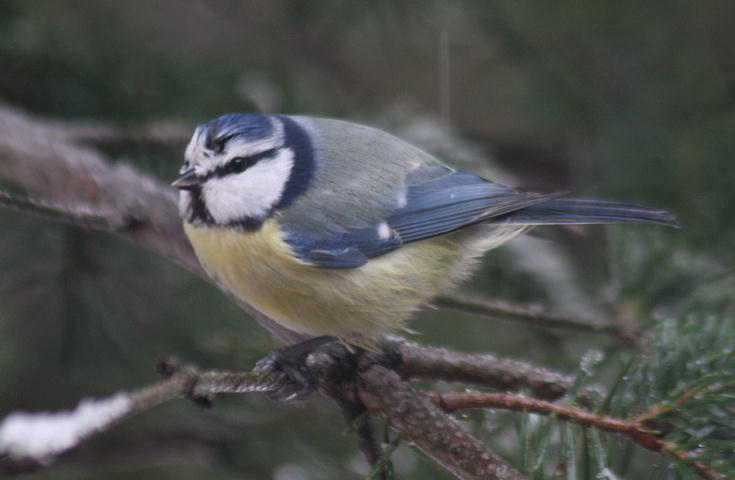 es schneit / it snows: Blaumeise / blue tit