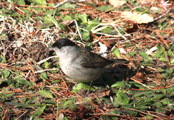 Mnchsgrasmcke / blackcap